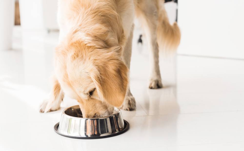 Важноста на aнималниот протеин во храната за кучиња