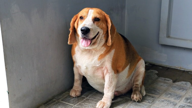 Храна за кучиња со прекумерна тежина