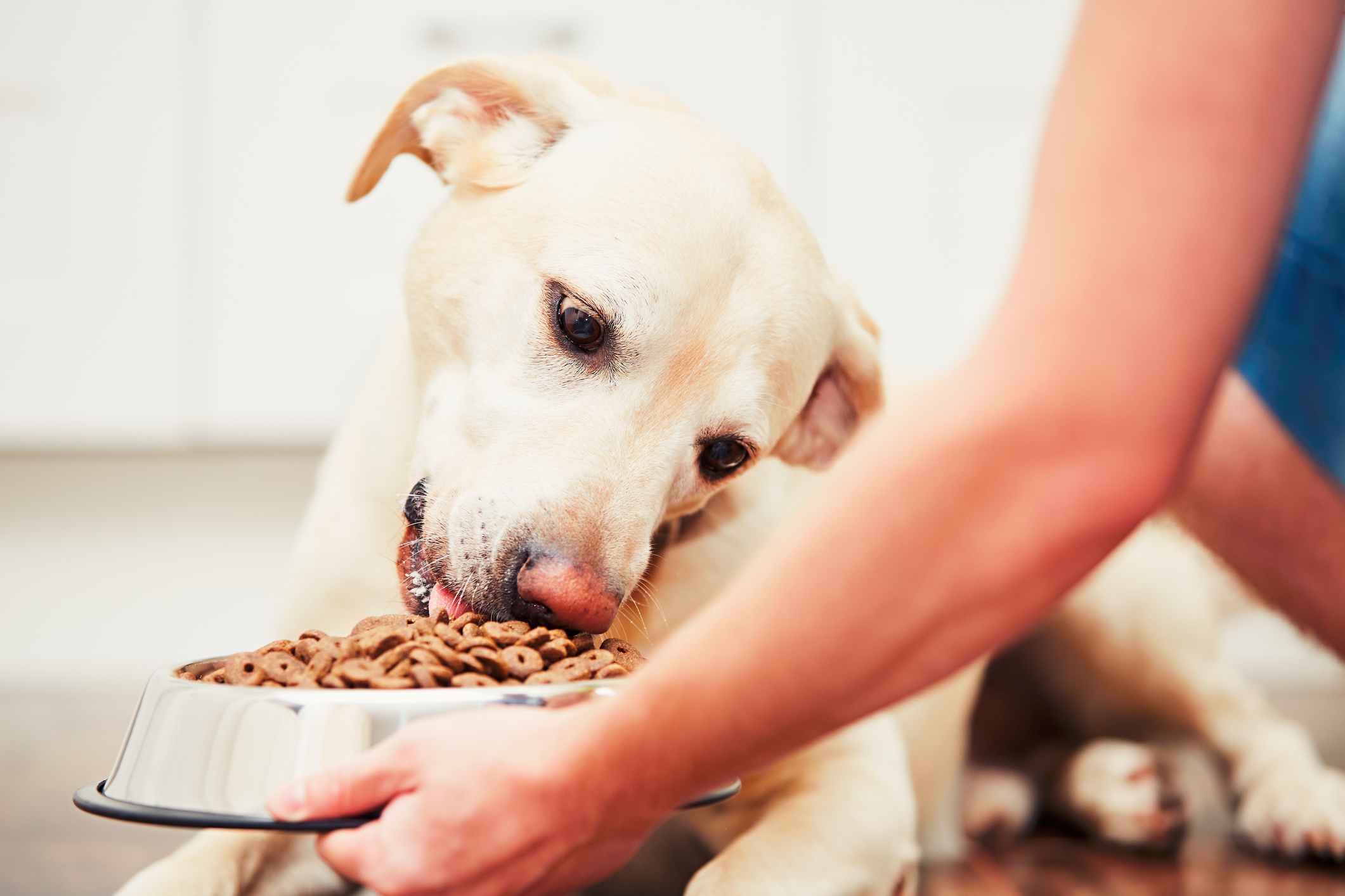 Дали храната за кучиња со висок протеин придонесува за проблеми во однесувањето на вашето куче ?