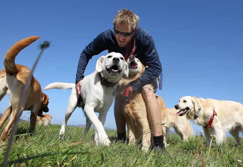 Ризични болести за кучиња кои се чуваат во социјални услови