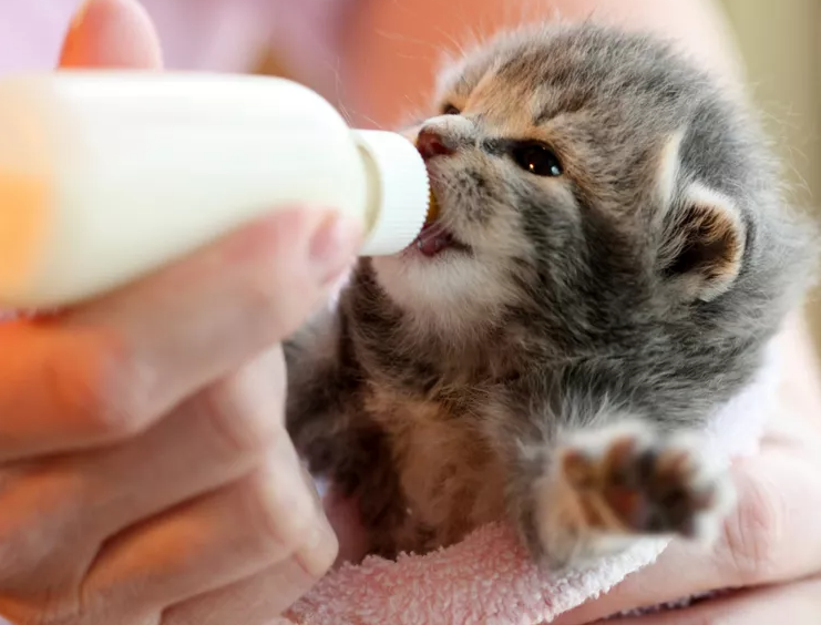 Млеко во прав за мачиња